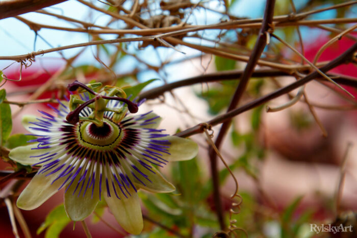 Clarice: Passionflower